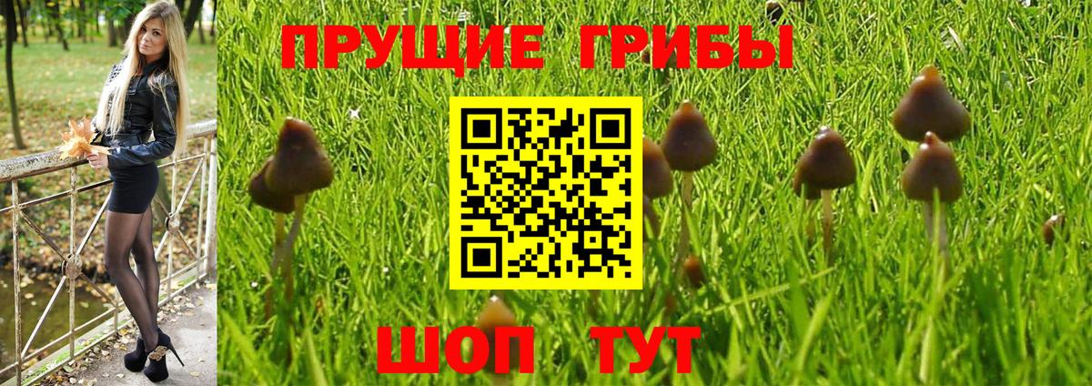 Галлюциногенные грибы Psilocybine cubensis Котельники